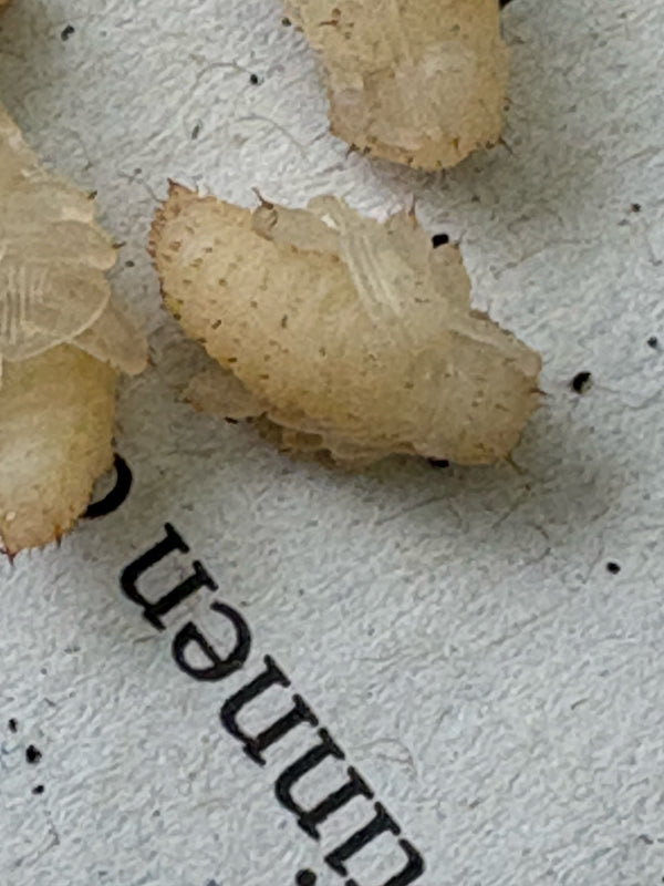 Auf dem Bild sind Larven des Gemeinen Speckkäfers auf einer bedruckten Papieroberfläche zu sehen. Die bräunlichen, borstigen Insektenstadien liegen nah beiei...
