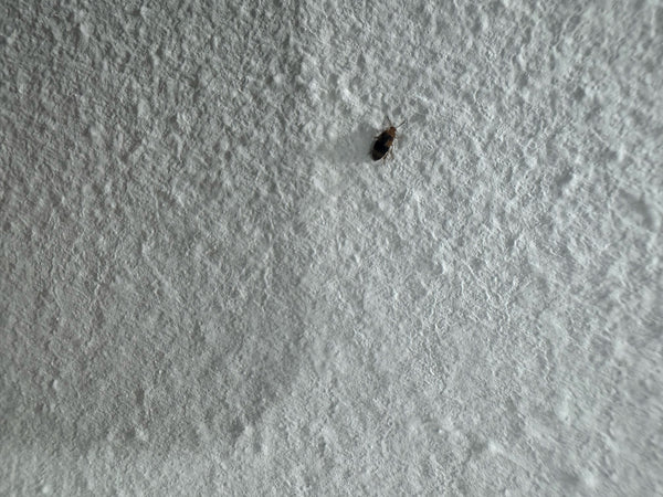 Ein Gemeiner Speckkäfer sitzt auf einer hellen, strukturierten Wand. Das Insekt zeigt die typische hell-dunkle Zeichnung auf den Flügeldecken.