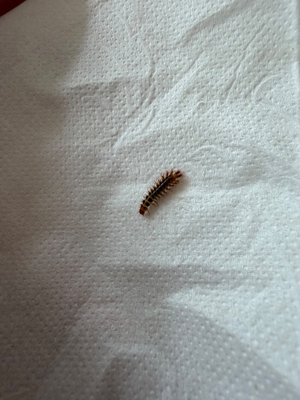 Auf einem weißen Papiertuch krabbelt eine typische, stark behaarte Larve eines Speckkäfers. Der längliche Körper zeigt deutlich die charakteristischen Borste...
