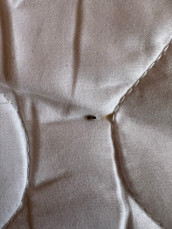 Auf einem hellen Textiluntergrund ist eine typische, braun gebänderte Speckkäferlarve zu sehen. Das Tier sitzt ruhig auf dem Stoff.