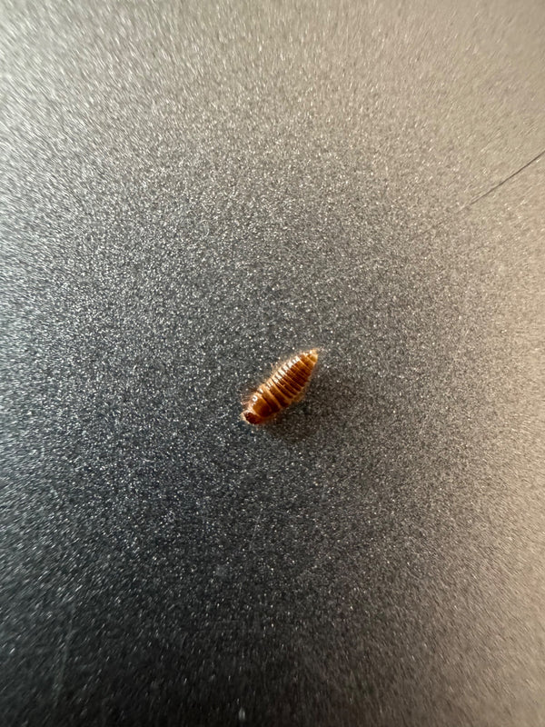 Eine braune, dicht behaarte Speckkäferlarve ruht auf einer grauen, leicht körnigen Oberfläche.