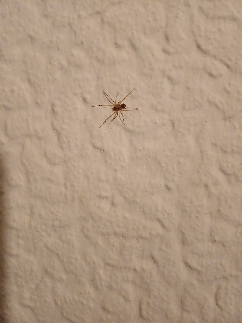 Eine Speispinne sitzt auf einer hellen verputzten Wand. Sie ist gut erkennbar und verweilt ruhig.