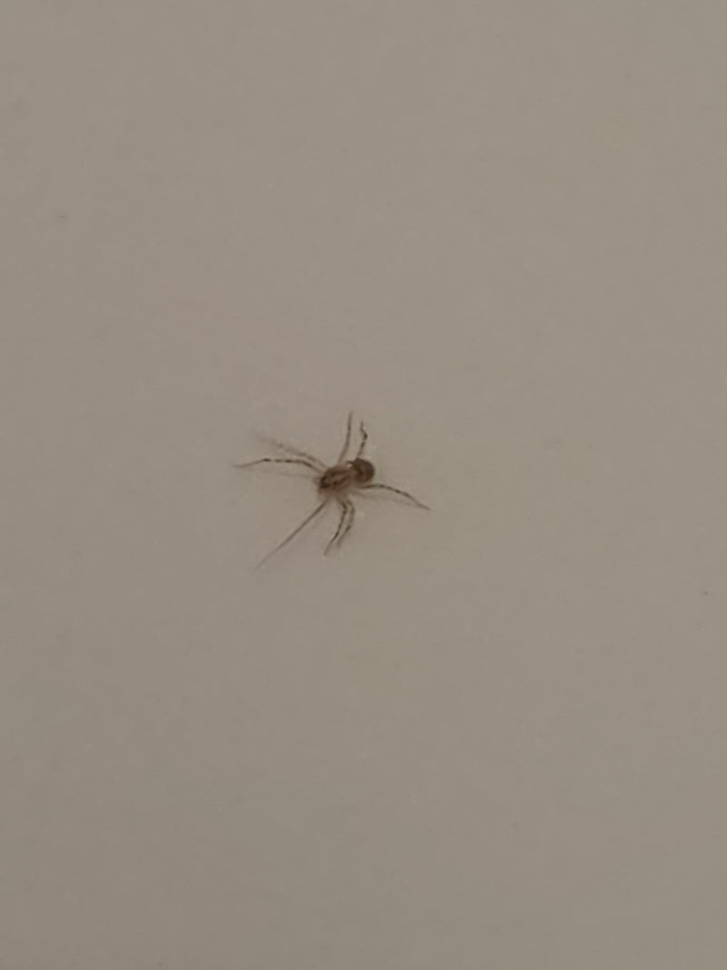 Eine Speispinne sitzt gut erkennbar auf einer hellen Wand. Die charakteristische Körperhaltung und die typischen Muster sind sichtbar.