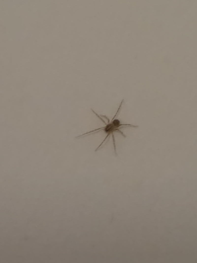 Eine Speispinne sitzt auf einer hellen, einfarbigen Wand. Das Tier ist gut erkennbar.