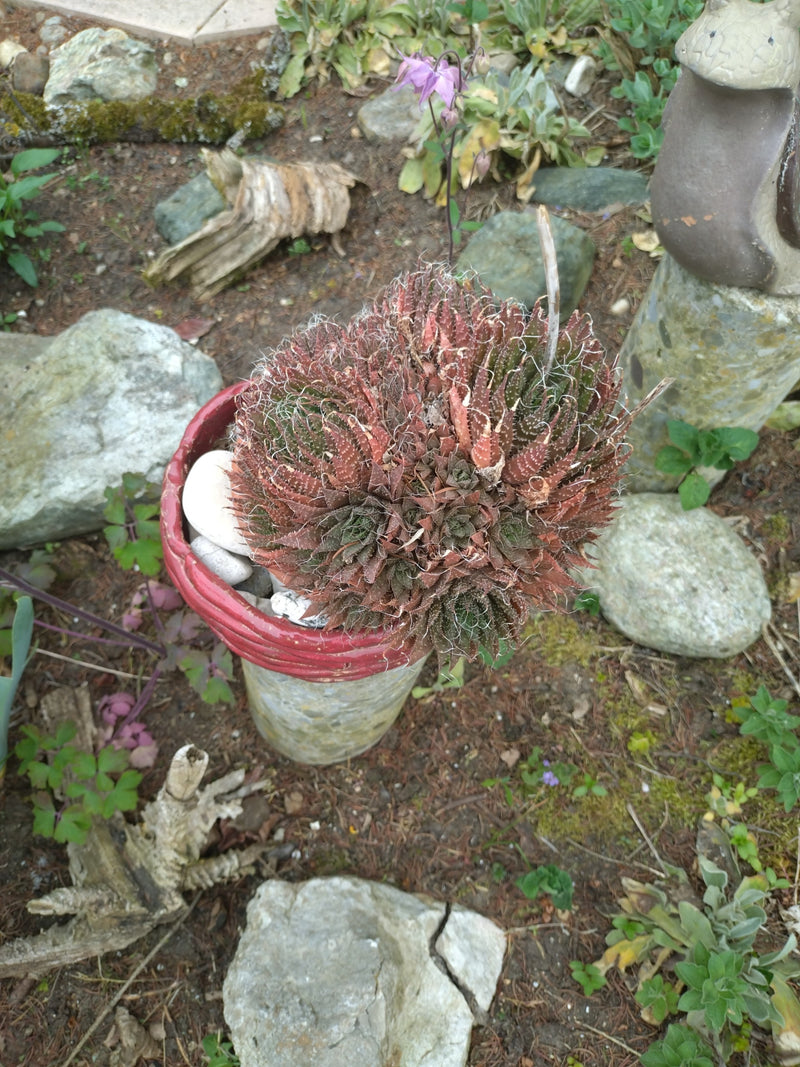 Auf dem Bild ist eine Spinnweb-Hauswurz in einem roten Blumentopf zu sehen, umgeben von Steinen und Erde im Garten. Die dichte Rosette der Sukkulente zeigt d...