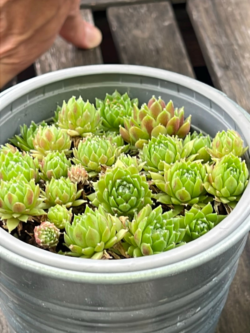 Mehrere Rosetten der Spinnweb-Hauswurz wachsen dicht gedrängt in einem grauen Blumentopf. Die fleischigen Blätter zeigen feine, spinnwebartige Härchen.