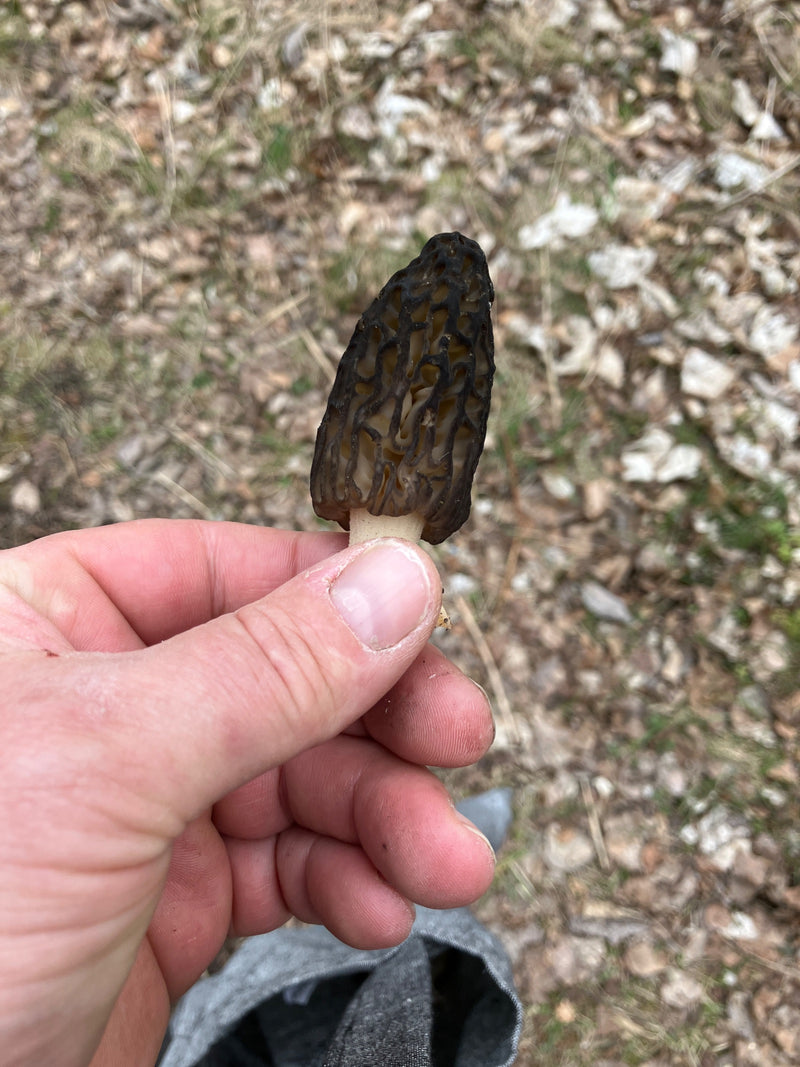 Eine Hand hält eine frisch gepflückte Spitz-Morchel vor einem Untergrund aus laubbedecktem Waldboden. Der charakteristische, wabenartige Hut des Pilzes ist d...