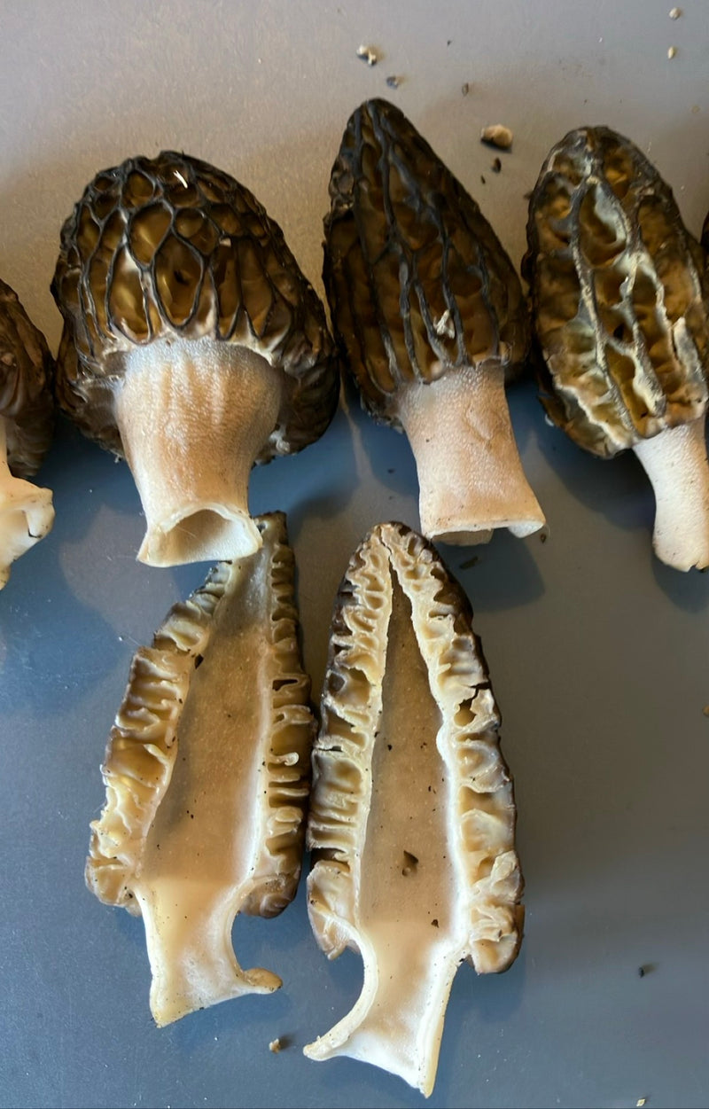 Auf dem Bild sind mehrere Exemplare der Spitz-Morchel zu sehen, darunter zwei längs halbiert. Die typische Wabenstruktur der Hüte und der hohle Stiel sind de...