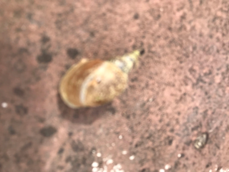 Auf dem Bild ist eine Spitzschlammschnecke auf einem rötlichen Untergrund zu sehen. Das Gehäuse ist leicht unscharf erkennbar.