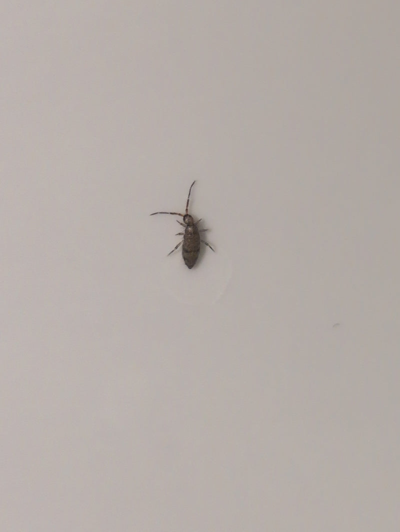 Der Gefleckte Kugelspringer gehört zur Ordnung der Springschwänze (Collembola). Sie sind winzige, flügellose Bodenlebewesen, die sich von organischem Materia...
