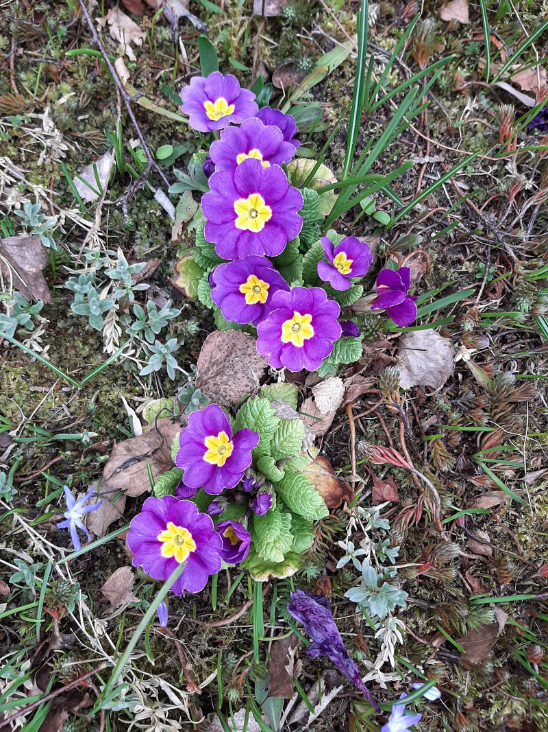 Auf dem Bild sind mehrere violette Blüten der Stängellosen Schlüsselblume zu sehen. Sie wachsen direkt über dem bodennahen Blattwerk auf Waldboden.