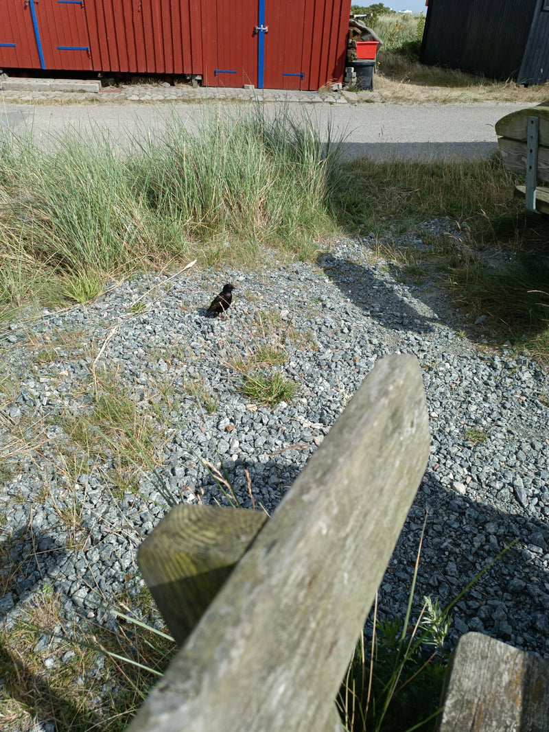 Auf dem Schotterweg vor einer roten Holzhütte steht ein erwachsener Star. Er ruht auf dem steinigen Untergrund nahe Gras und Holzbohlen.