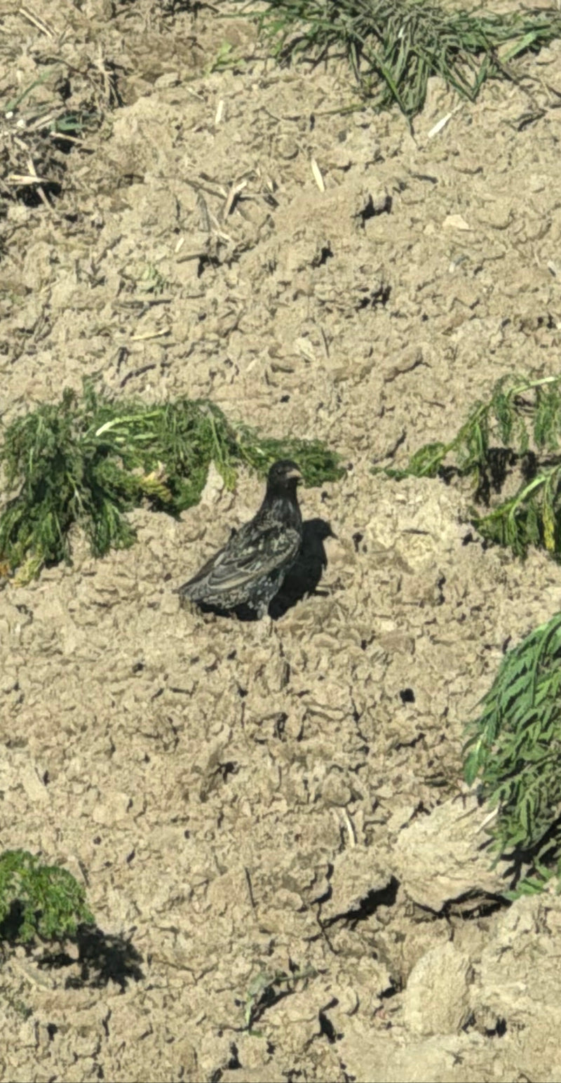 Ein Star steht auf einem trockenen Ackerboden mit vereinzelten grünen Pflanzenresten. Der Vogel zeigt sein typisches dunkles Gefieder mit heller Pünktelung.