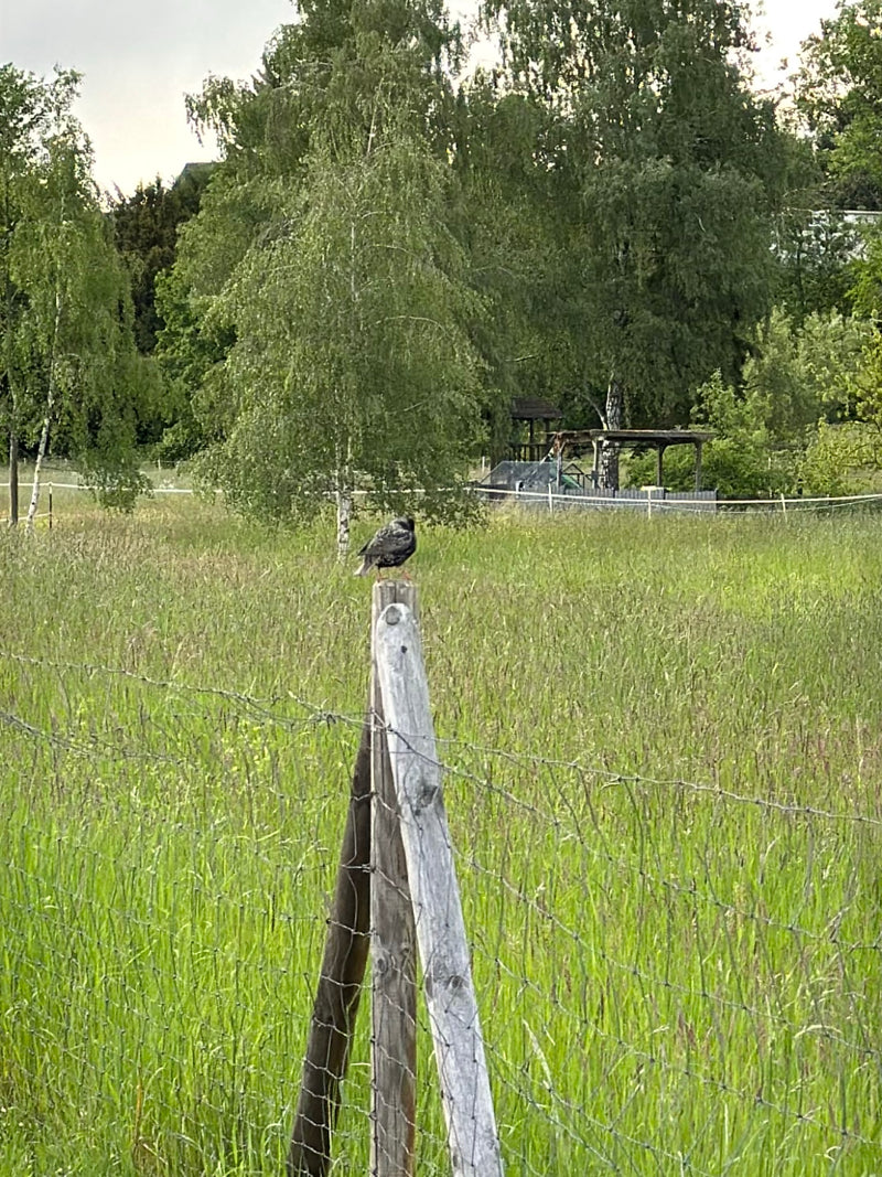 Ein Star sitzt auf einem hölzernen Zaunpfahl inmitten einer grünen Wiese. Im Hintergrund sind Bäume und eine ländliche Umgebung zu sehen.