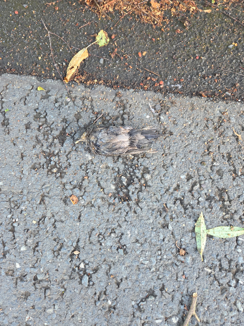 Ein toter junger Star liegt leblos auf dem grauen Asphaltboden. Umgeben ist der Vogel von vereinzelten kleinen Blättern und Zweigen.