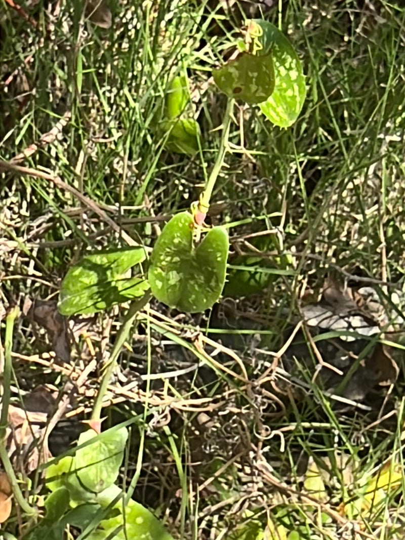 Stechende Stechwinde — Bild 1 von 9
