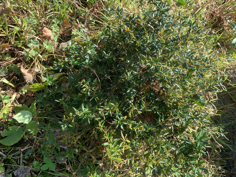 Stechender Mäusedorn — Bild 1 von 1