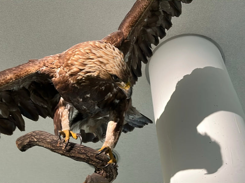 Steinadler — Bild 1 von 1