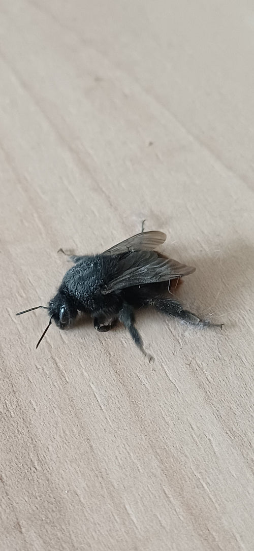 Steinhummel (Bombus lapidarius), 10.04.2026