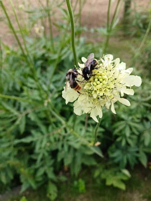 Steinhummel (Bombus lapidarius), 11.07.2026