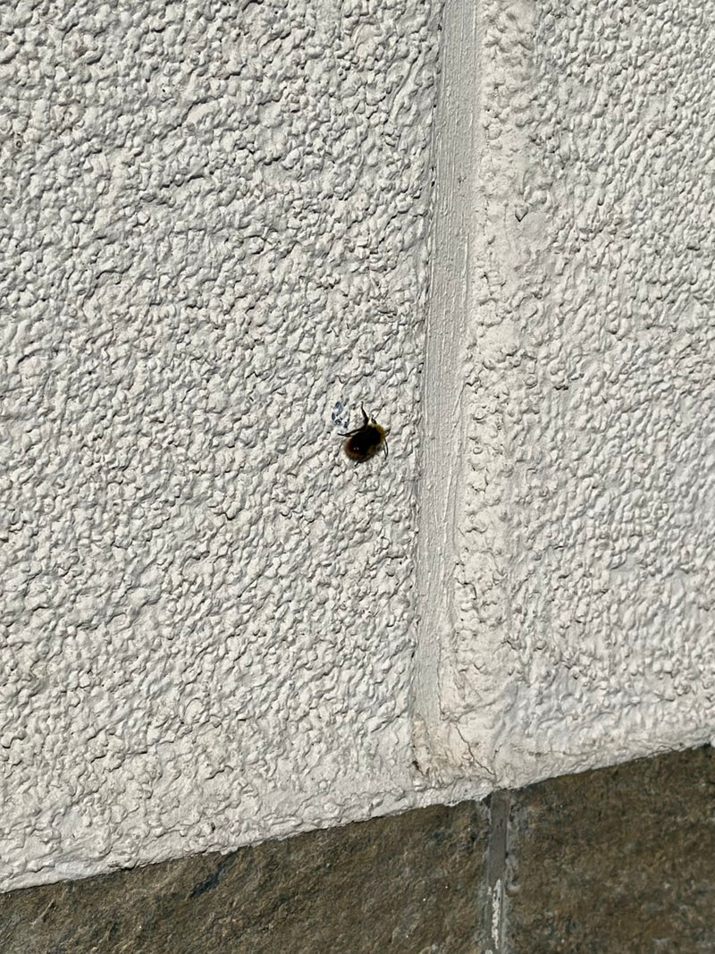 Eine Steinhummel sitzt auf einer hellen, strukturierten Hauswand. Die Aufnahme zeigt das Insekt aus größerer Distanz.