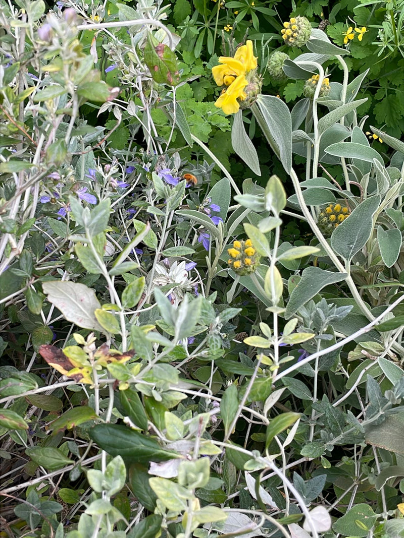Eine Steinhummel fliegt durch dichten Pflanzenbewuchs in einem Garten.