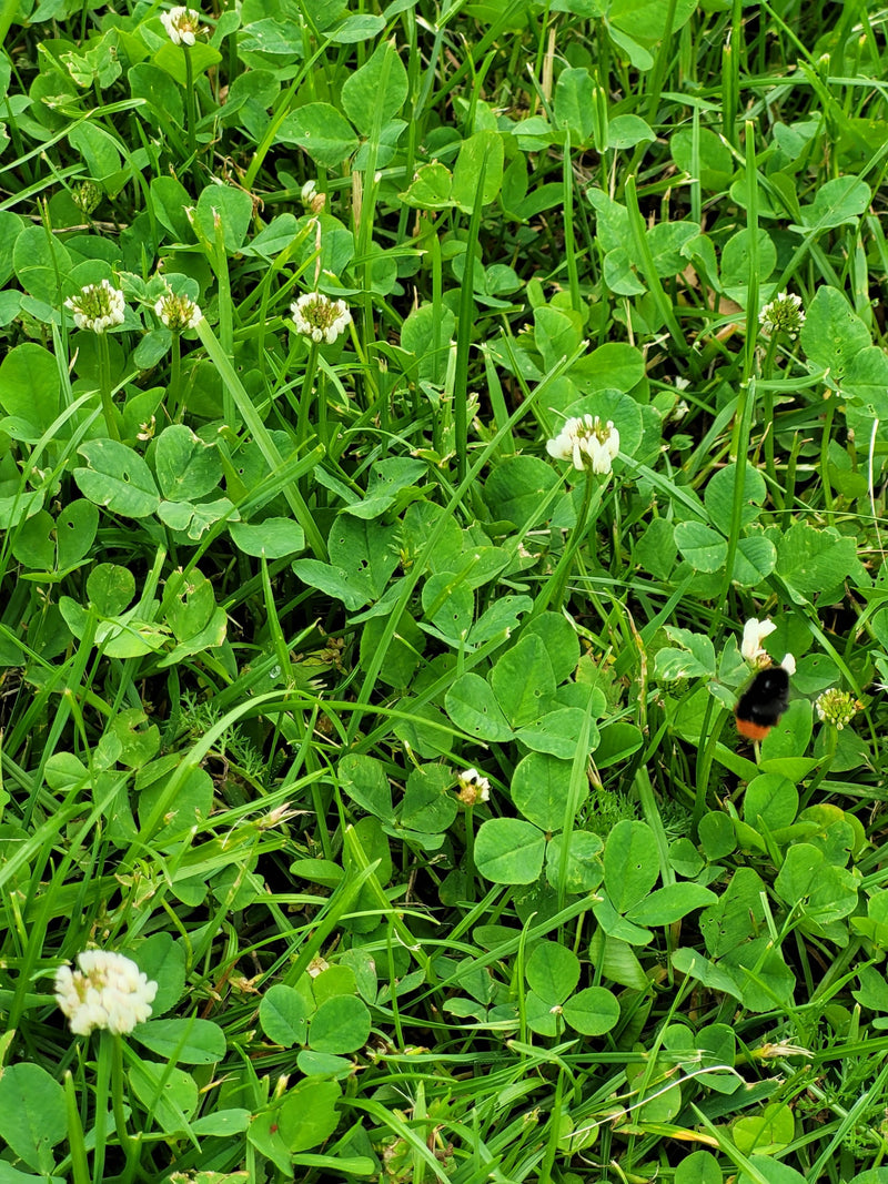 Eine Steinhummel fliegt im Flug über eine Wiese mit grünem Gras und weißen KleeBlüten. Das Insekt ist mit seinem schwarzen Körper und dem roten Hinterleib gu...