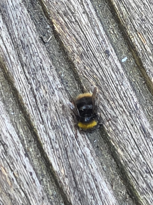 Steinhummel (Bombus lapidarius) – Bild 4
