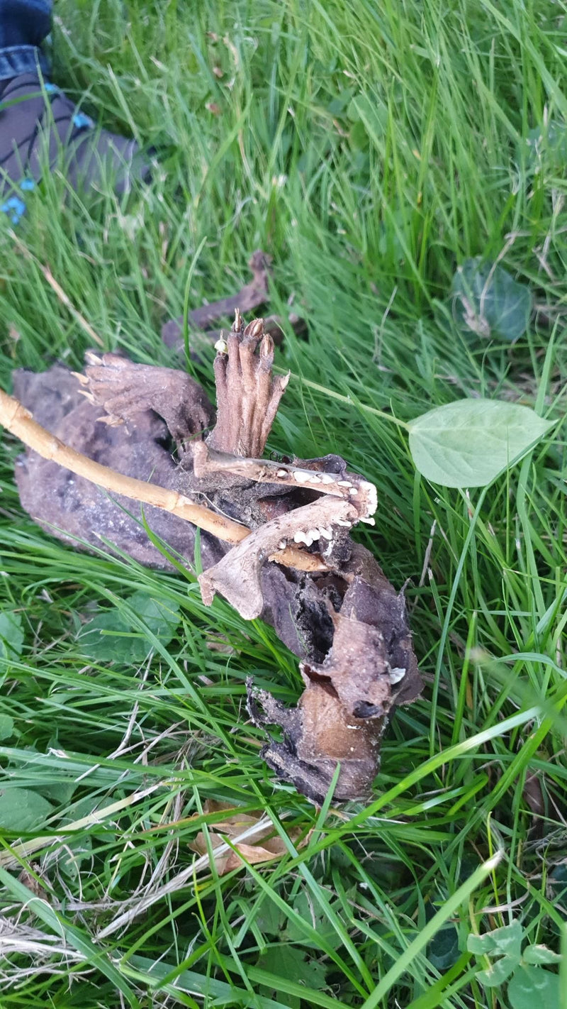 Auf dem Bild ist der verweste beziehungsweise mumifizierte Körper eines Steinmarders im grünen Gras zu sehen. Deutlich sind die Knochenstrukturen und Pfoten ...