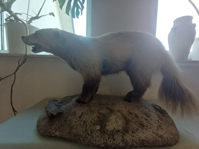 Steinmarder — Bild 5