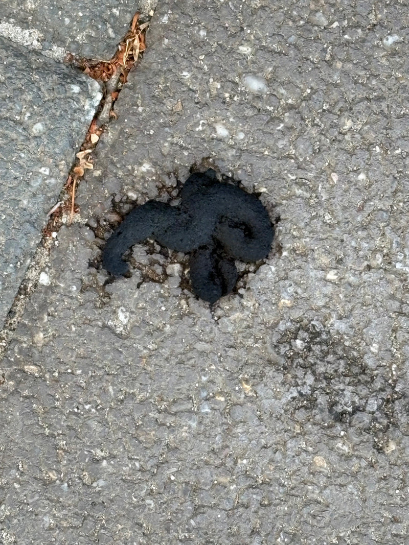 Steinmarder — Bild 2