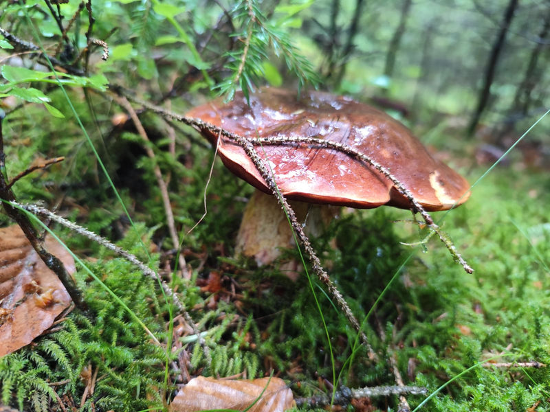 Steinpilz — Bild 4 von 21