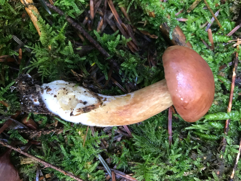 Steinpilz — Bild 5