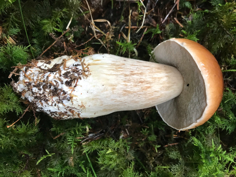 Steinpilz — Bild 1 von 21