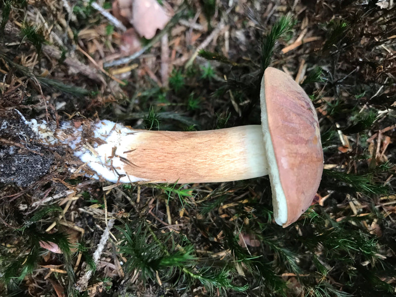 Steinpilz — Bild 3