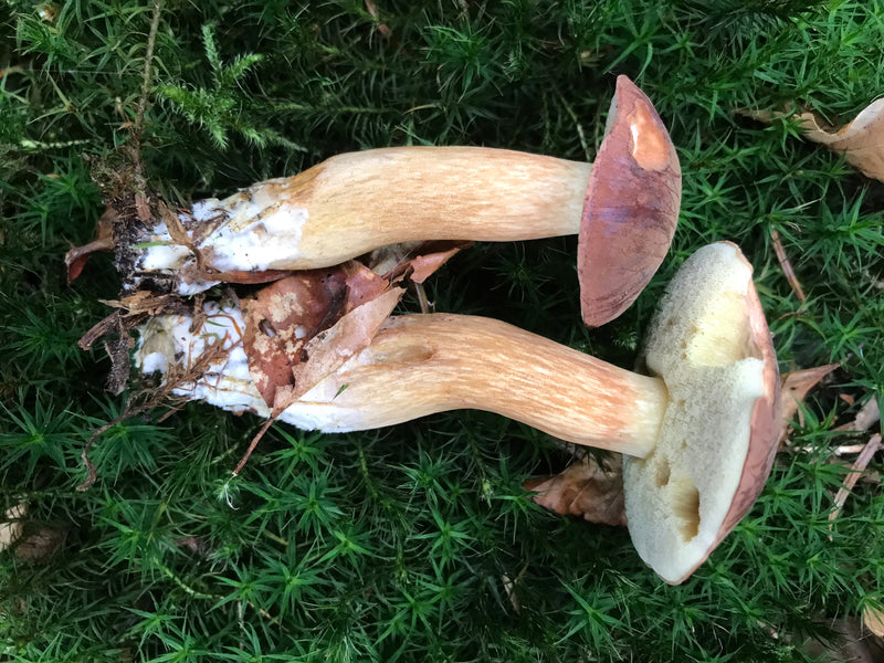 Steinpilz — Bild 5 von 21