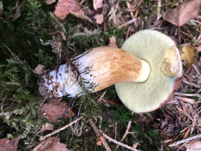 Steinpilz — Bild 2 von 21
