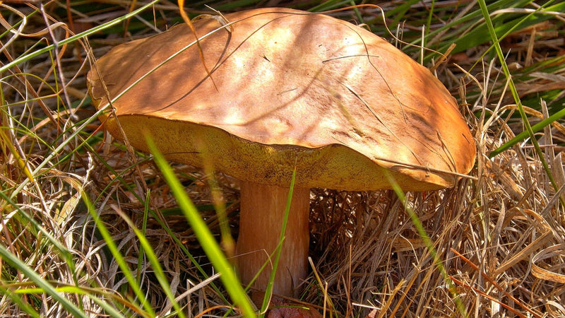 Steinpilz — Bild 4