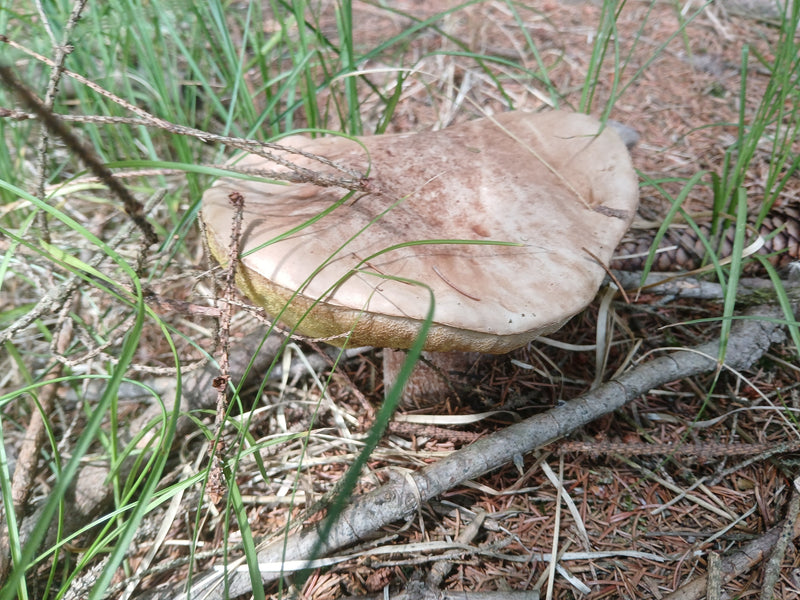 Steinpilz — Bild 1