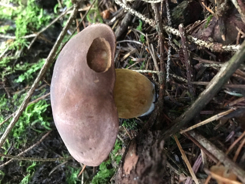 Steinpilz — Bild 2