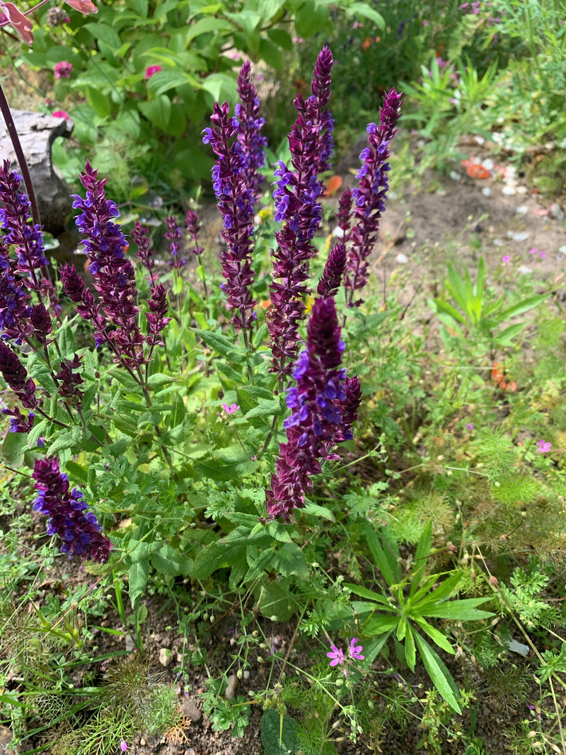 Zu sehen ist eine blühende Pflanze des Steppen-Salbeis mit auffälligen violetten Blütenähren. Die Aufnahme zeigt die Pflanze von oben in einer Beet- oder Gar...