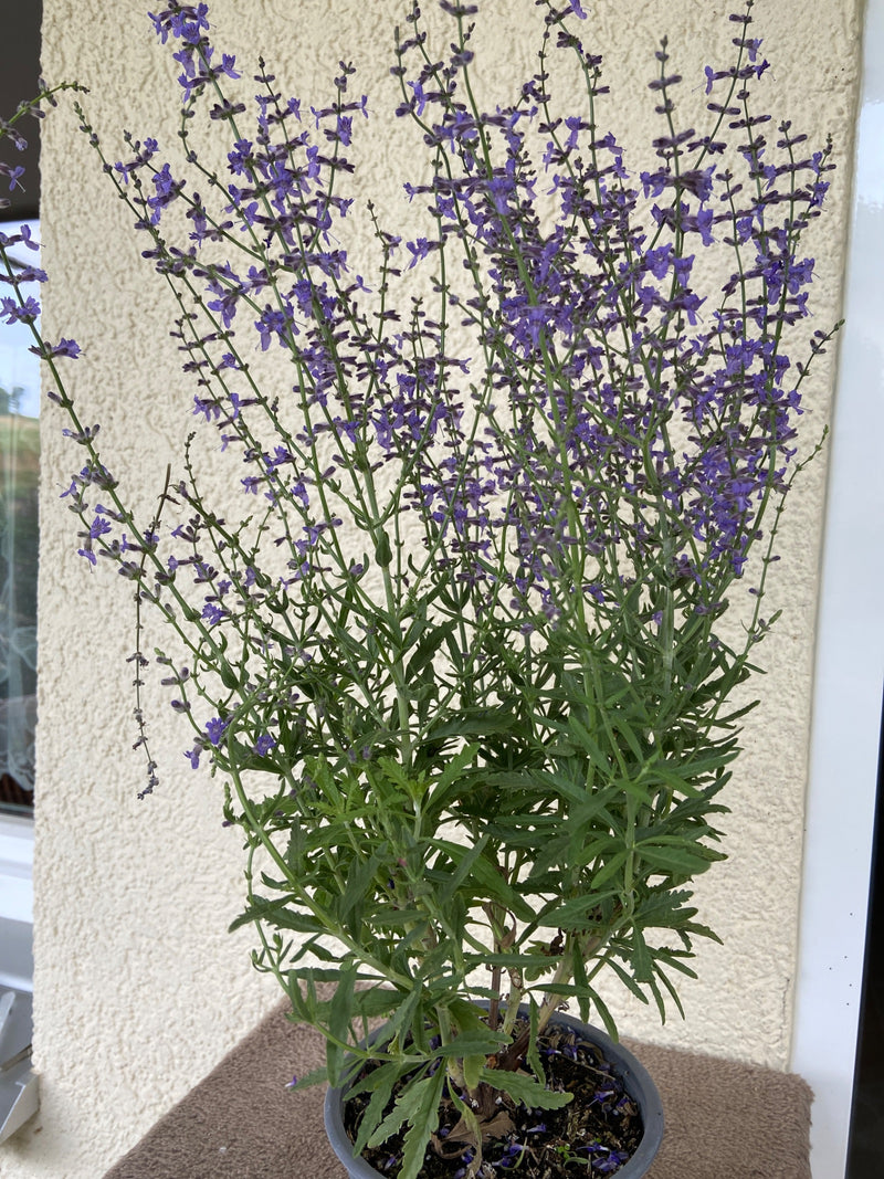 Auf dem Bild ist eine blühende Pflanze des Steppen-Salbeis in einem Topf vor einer hellen Hauswand zu sehen. Die zahlreichen violetten Blütenstände stehen au...