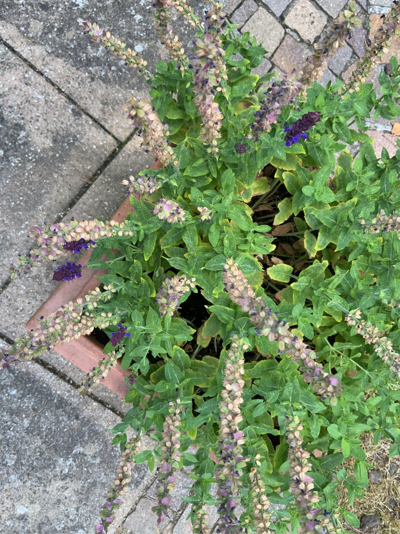 Zu sehen ist ein Steppen-Salbei in einem Pflanzkübel auf Steinboden. Die Pflanze zeigt grüne Blätter und reife, teilweise verblühte violette Blütenstände.