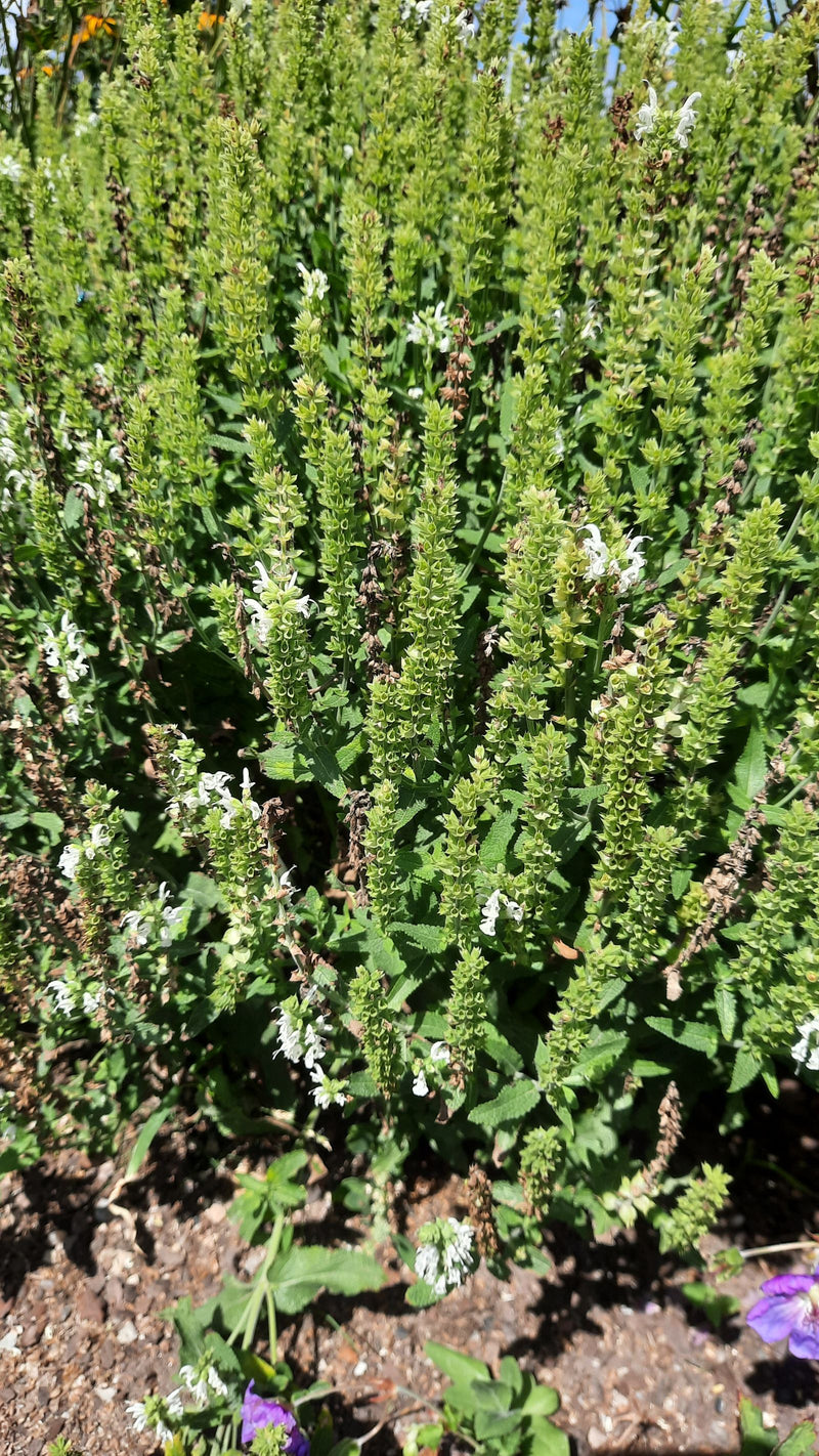 Das Bild zeigt eine dichte Gruppe von Steppen-Salbei mit zahlreichen aufrechten Blütenständen und grünen Blättern. Die Pflanzen wachsen auf einem offenen Bee...