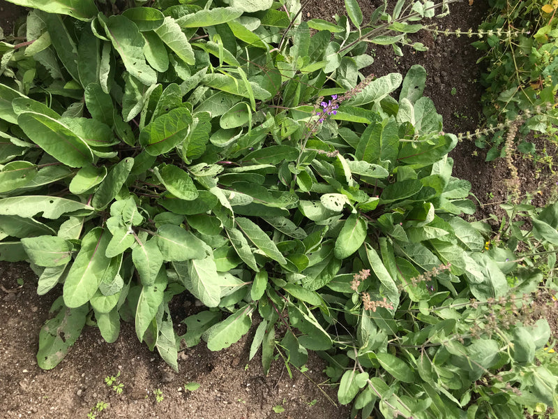 Das Foto zeigt eine Steppen-Salbei-Pflanze mit grünen Blättern und ersten violetten Blütenständen, die auf nacktem Erdboden wächst. Die Aufnahme erfolgt aus ...
