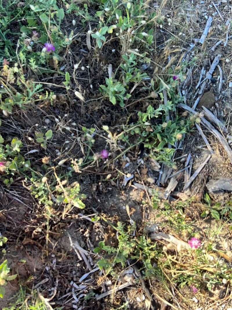 Stern-Flockenblume — Bild 1 von 9