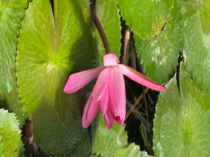 Eine rosa Blüte einer Stern-Seerose schwimmt zwischen großen grünen Schwimmblättern auf der Wasseroberfläche.