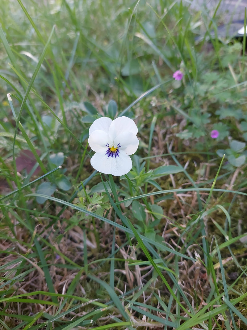 Eine einzelne Blüte des Stiefmütterchens wächst inmitten von grünem Gras. Die weiße Blüte mit gelbem und violettem Zentrum ist gut zu erkennen.