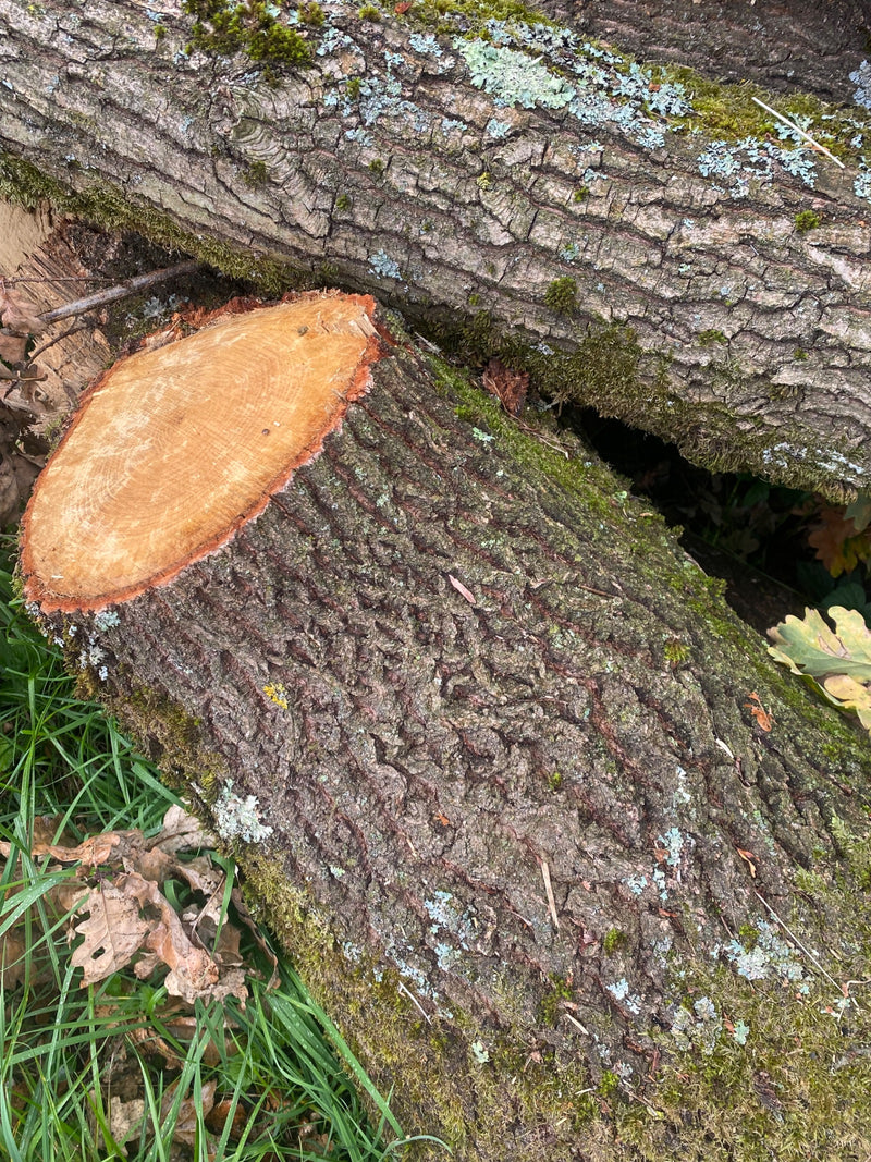Zu sehen sind gefällte Stämme von Stieleichen mit tief gefurchter Borke, Moosbewuchs und einer hellen Schnittfläche. Die Stämme liegen auf dem Waldboden im G...