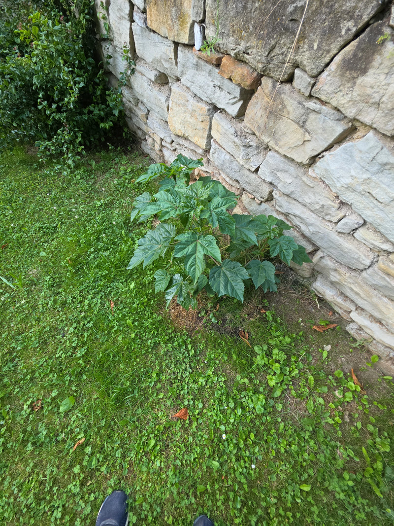 Eine junge Stockrose wächst auf einer Rasenfläche direkt vor einer rustikalen Steinmauer. Die typisch gelappten, grünen Blätter der Pflanze sind gut zu erken...